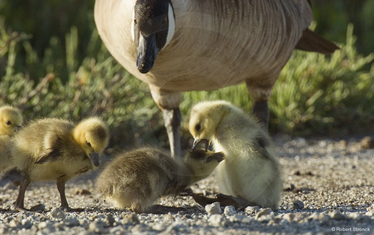   Canada Goose -goslings and mother &nbsp; [cangeese_goslings-rwsh4.07-88]  