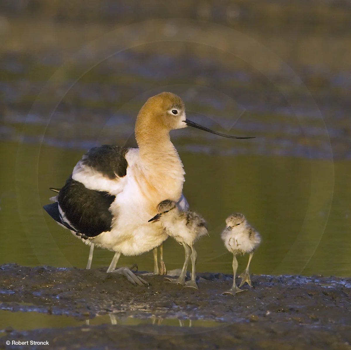   American Avocet and chicks &nbsp;[avocet_chicks2209185]  