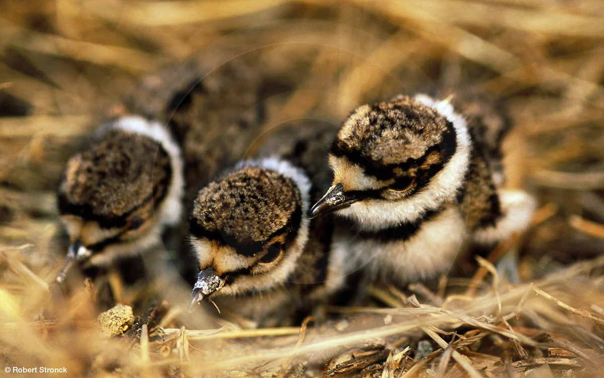   Killdeer chicks in scrape/nest  &nbsp;[killdeer_chicks2201F5]   