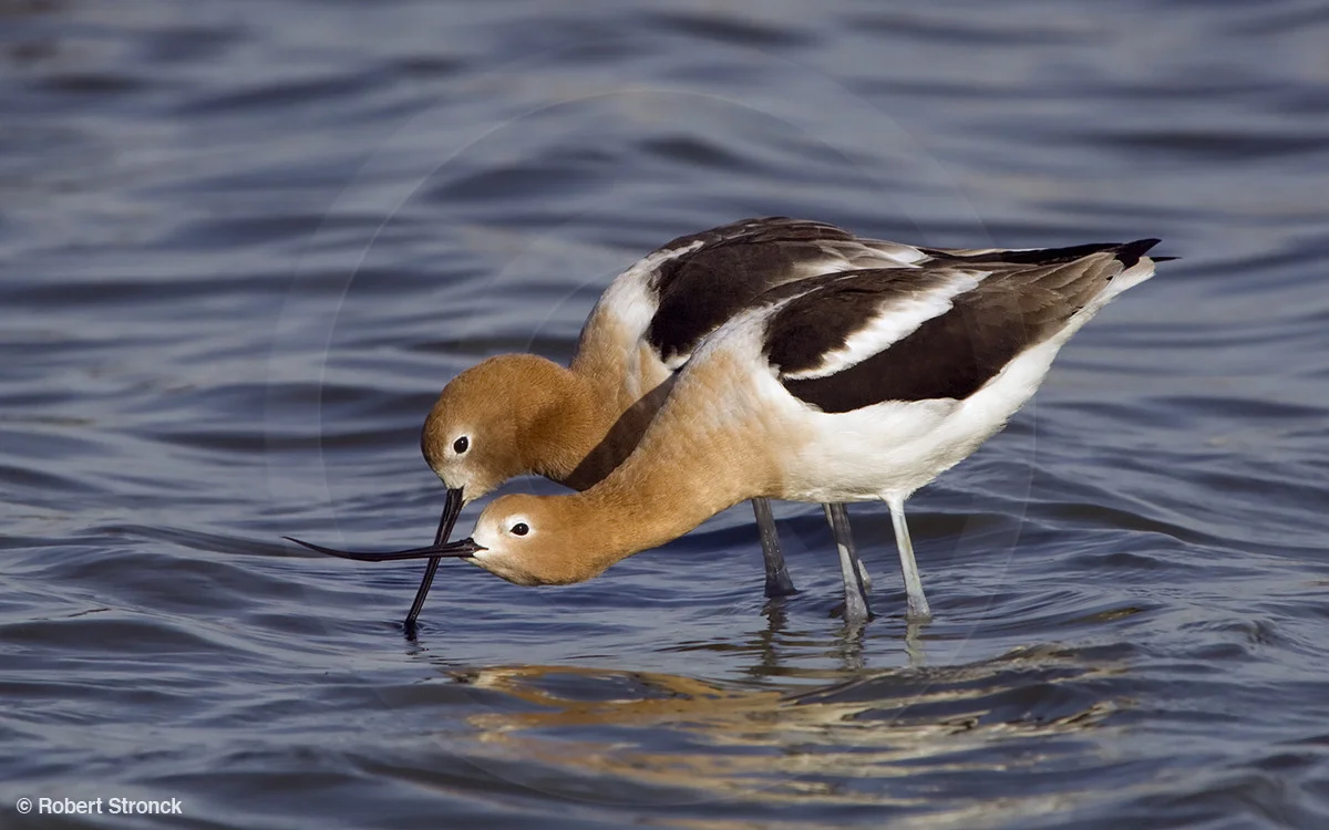   American Avocets -mating ritual&nbsp;[avocets220945]  