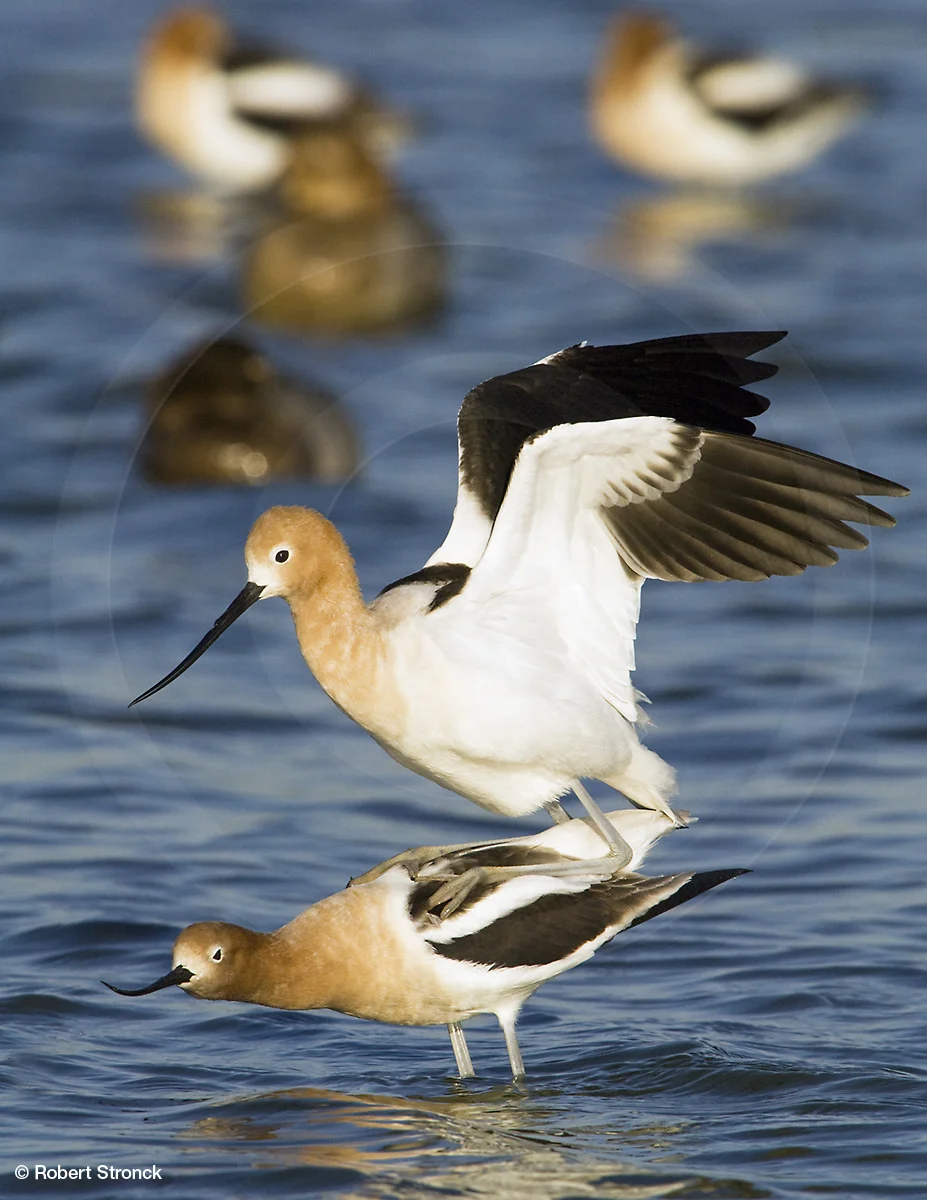   American Avocets -mating/copulation [avocet2209582]  