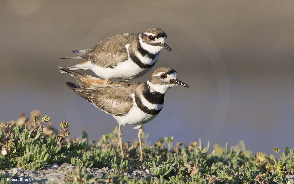   Killdeer -mating/copulation; Redwood Shores &nbsp; [killdeer2209605]   