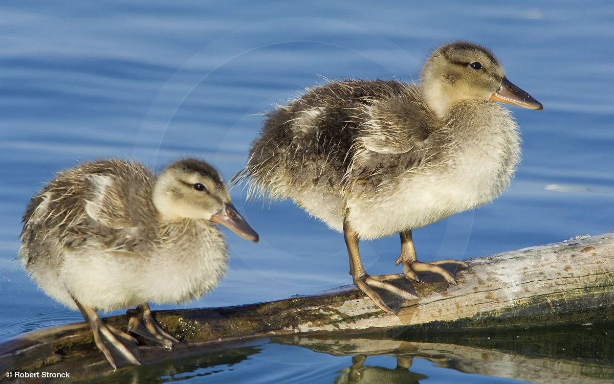   Mallard ducklings &nbsp;[mallard_ducklings_2208_83]  