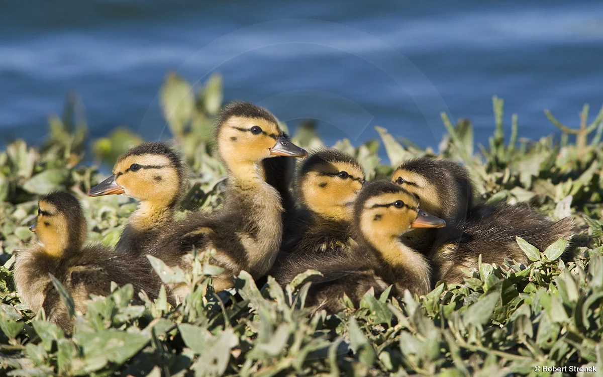   Mallard ducklings &nbsp;[mallard_ducklings_220993]  