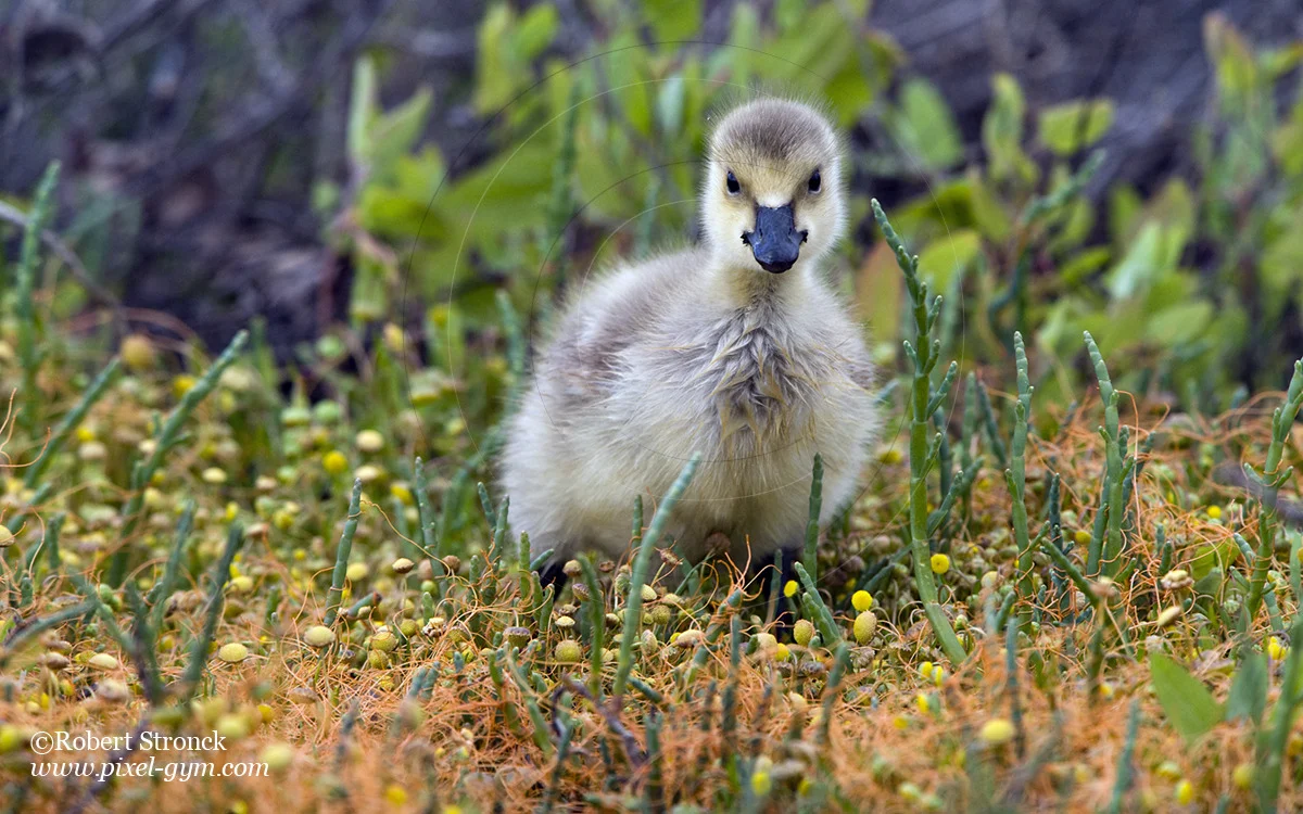  Canada Goose Gosling -Redwood Shores  [CanGoose_Gosling221049]   