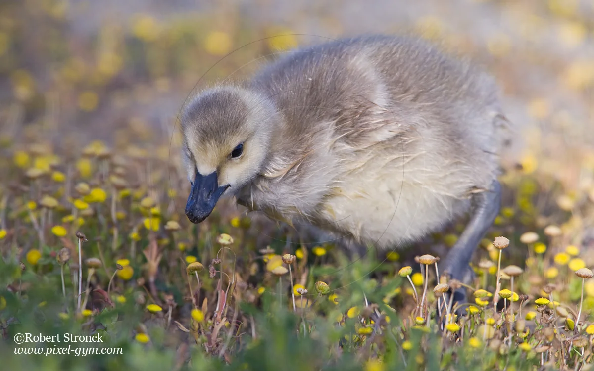   Canada Goose gosling -Redwood Shores  [CanGoose_Gosling221021]   
