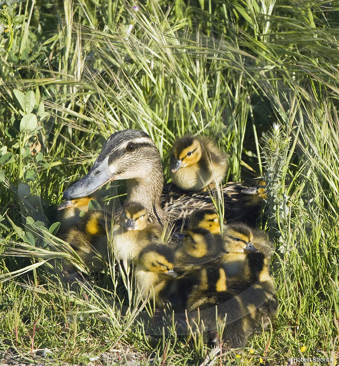  Mallard Duck -hen &amp; ducklings  [mallard_hen_chicks2209324]   