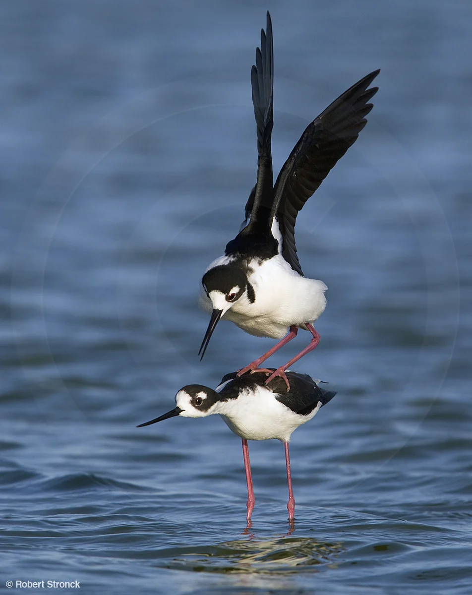   Black-necked Stilts -copulation; Radio Rd. pond  [bn_stilts221026]   
