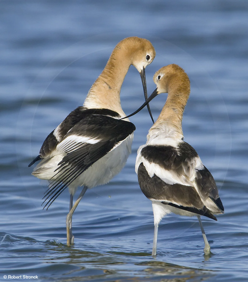   American Avocets -mating ritual [avocets_mating2209144]  