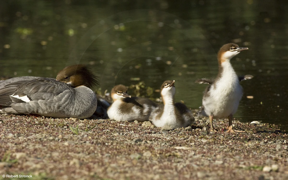   Common Merganser &amp; chicks; L.G. Ck.&nbsp; [merganser_chicks2209114]   