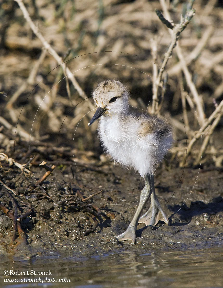   Avocet chick -Redwood Shores  &nbsp;[Avocet_chick220936]   