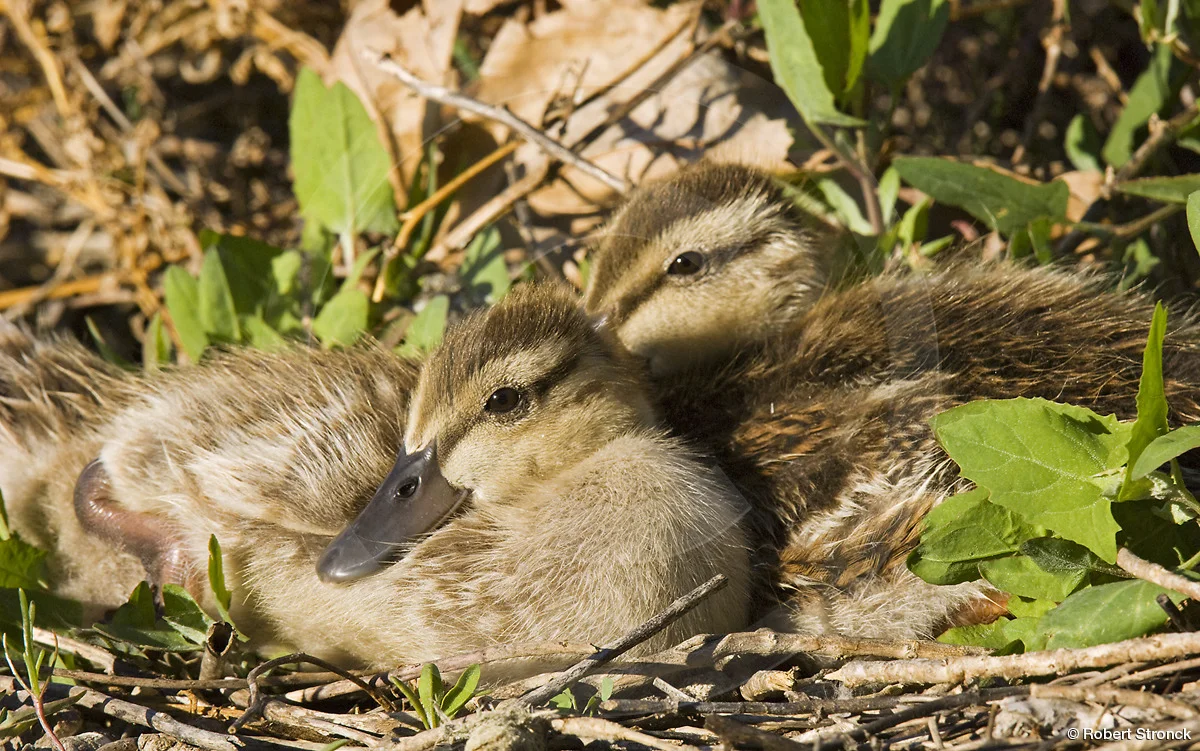   Mallard ducklings &nbsp;[mallard_chicks_2208_274]  