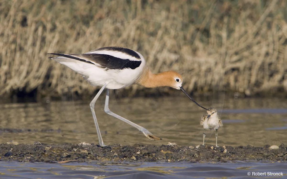   American Avocet and chick [avocet_chick2209197]  