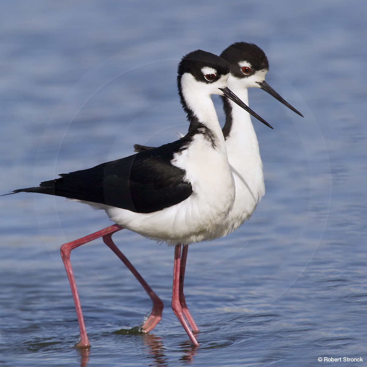   Black-necked Stilts -mating ritual; Radio Rd. pond  [bn_stilts2209258]   