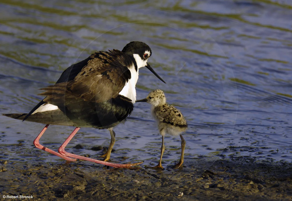   Black-necked Stilt &amp; chicks at Redwood Shores  [BN_Stilt_chicks220537]   