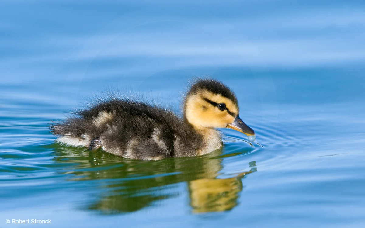   Mallard duckling -just a few days old in April 2010 &nbsp; [mallard_duckling221014]  
