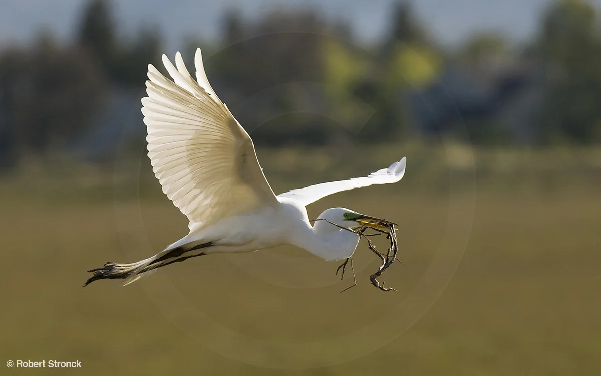   Great Egret with nest building material &nbsp;[gw_egret2209223]  