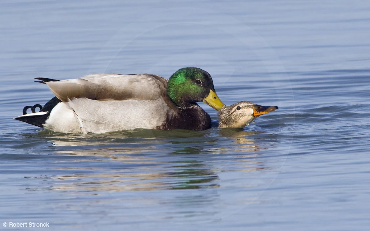   Mallard Duck -mating/copulation[mallard_copulation220979]  