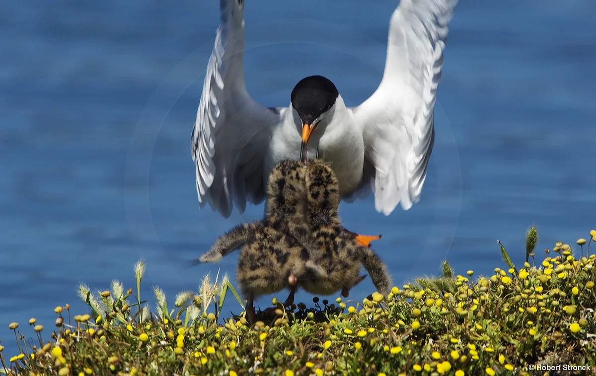   Forster's Tern -adult feeding chicks [tern-chicks-rwsh2-14]  