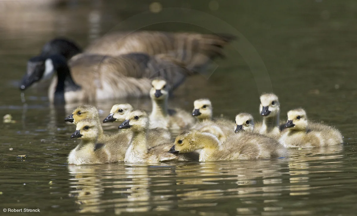   Canada Goose -on parade &nbsp;[canada_geese220912]  