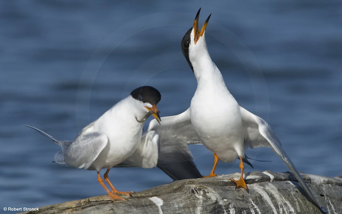   Forster's Terns -mating ritual [forsters_terns2209136]  