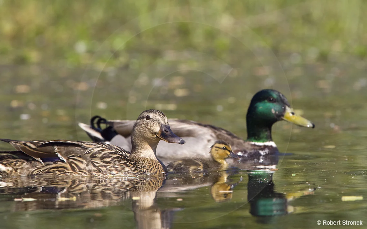   Mallard ducks -hen, drake and duckling [mallards_chick220914]  