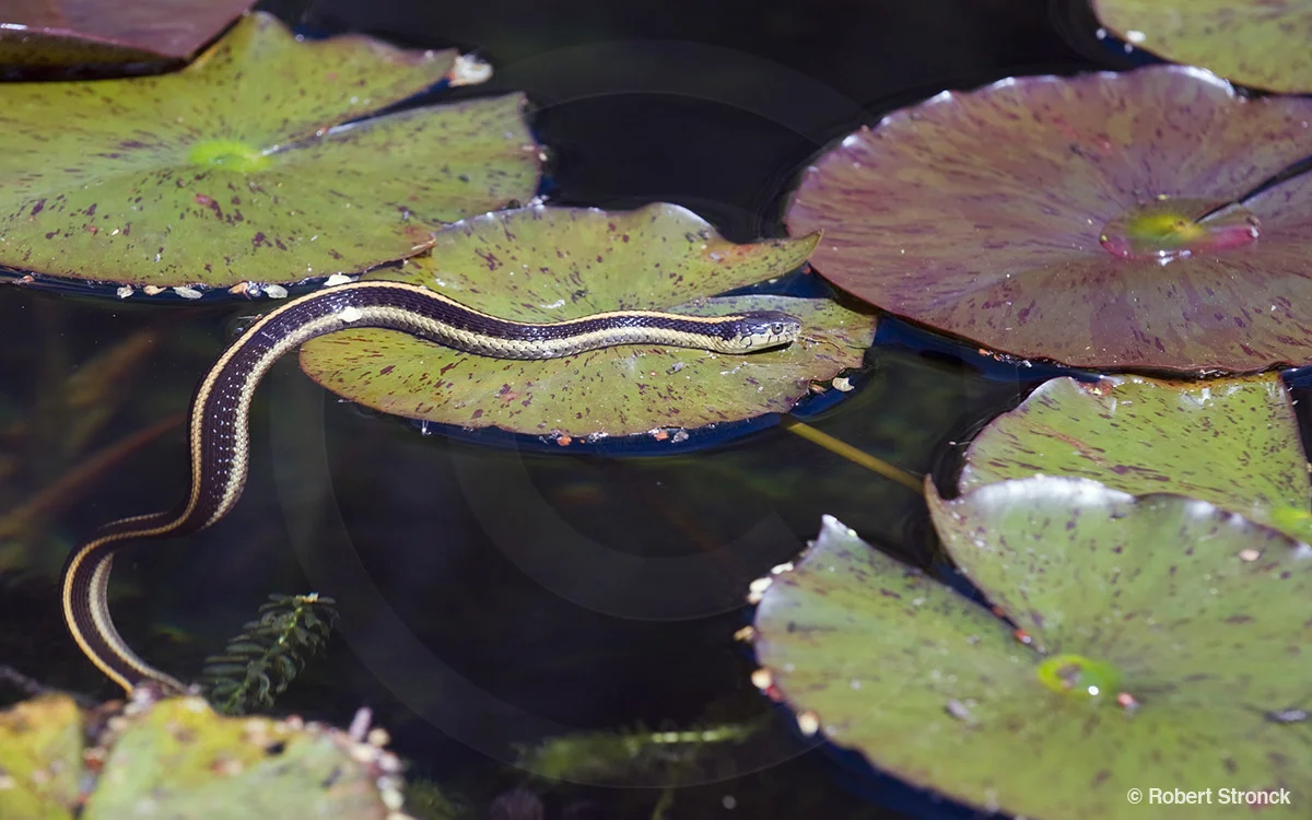   Common Garter Snake -on the prowl [garter_snake341018lr.jpg]  