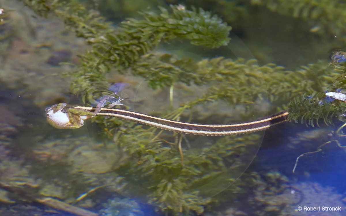   Common Garter Snake -with frog [garter_snake341012lr.jpg]  