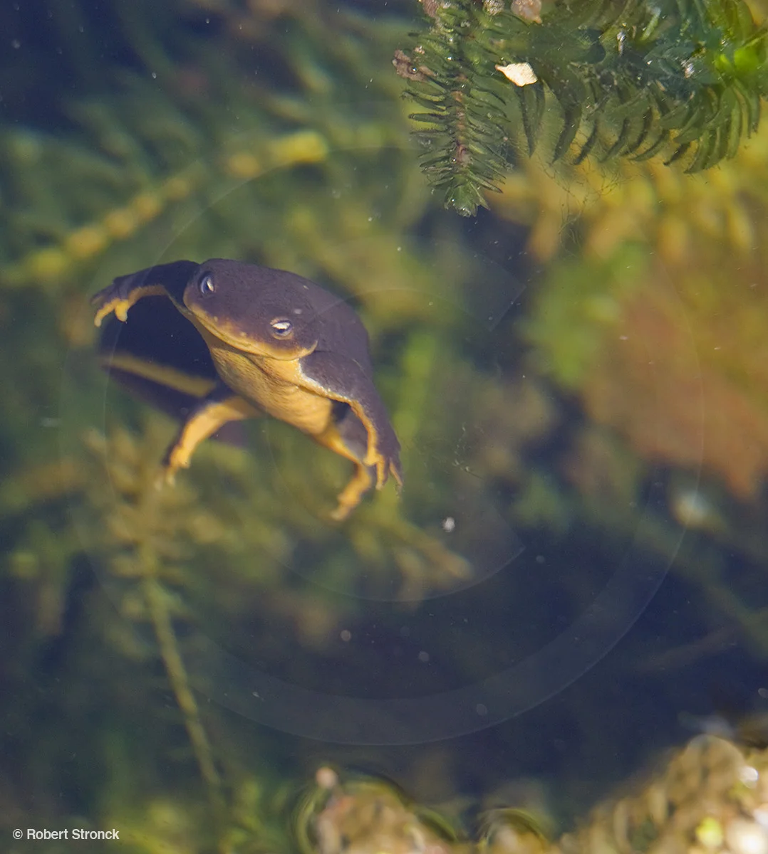   California Newt [newt341016lr.jpg]  