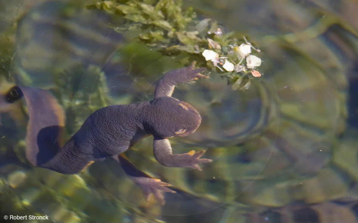   California Newt [newt341005lr.jpg]  