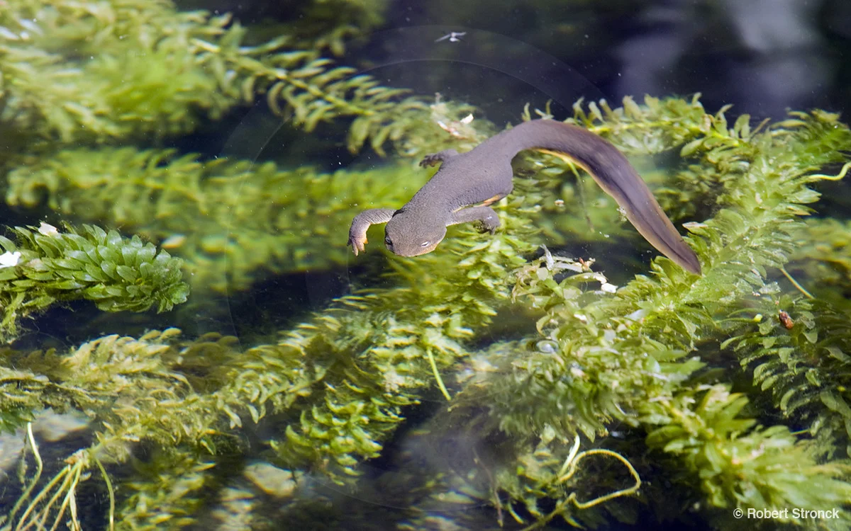   California Newt [newt341099lr.jpg]  