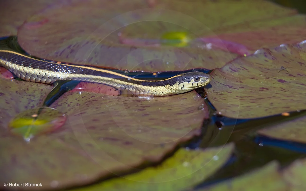   Common Garter Snake -on the prowl [garter_snake341022lr.jpg]  