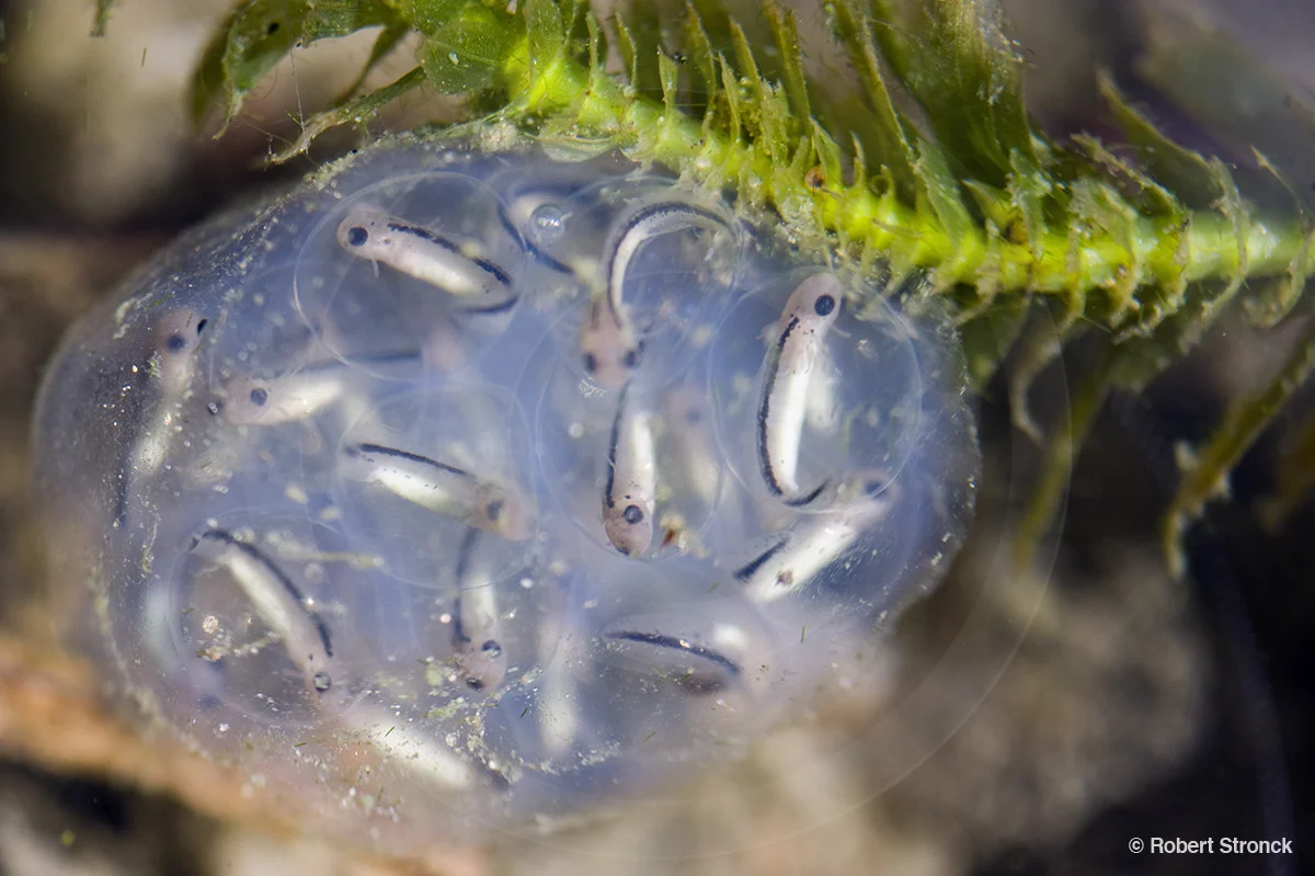   California Newt egg sphere [newt_egg_sphere341080lr.jpg]  
