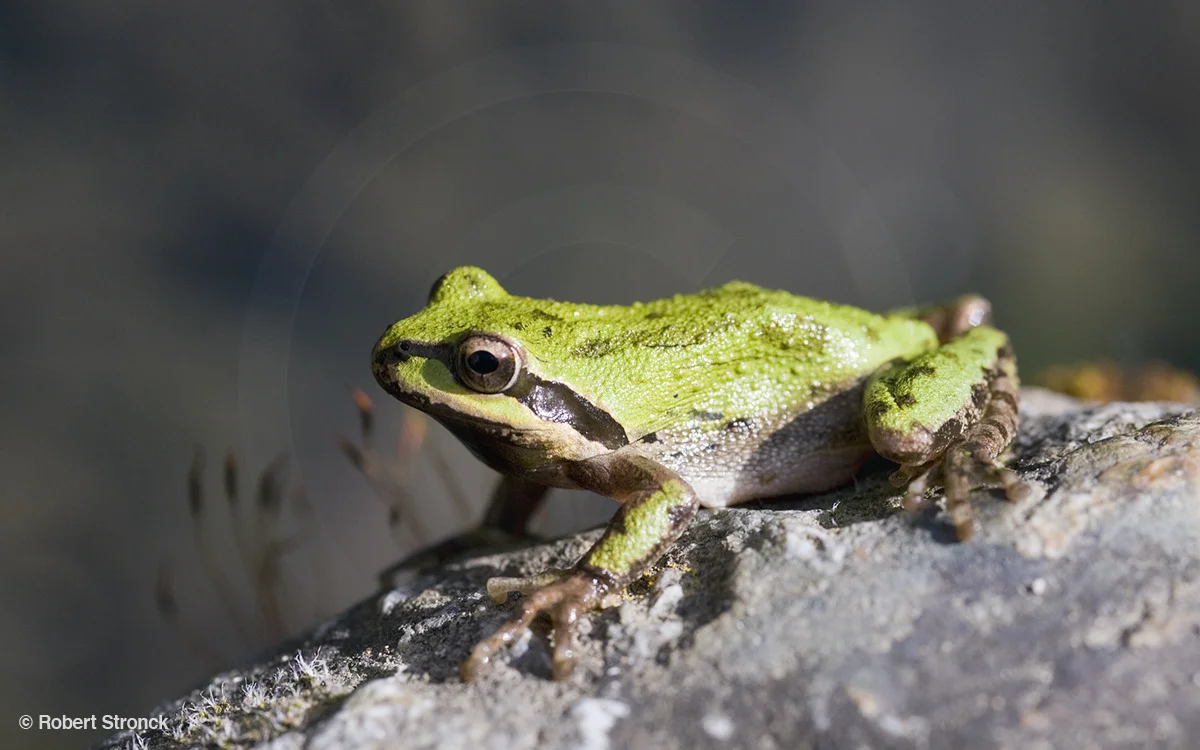   Pacific Treefrog [pac_treefrog341092lr.jpg]  