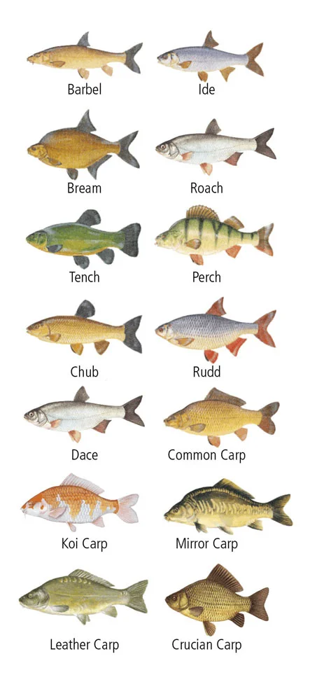 The fish stock includes: Common Carp and Mirror Carp to over 20lb, Bream to over 8lb, Tench, Perch, Roach, Rudd, Chub and Barbel.
