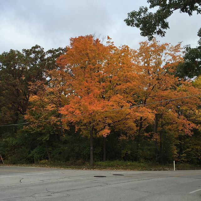 I pass by these trees every day. They always turn a beautiful orange this time of year, but photos never do them justice