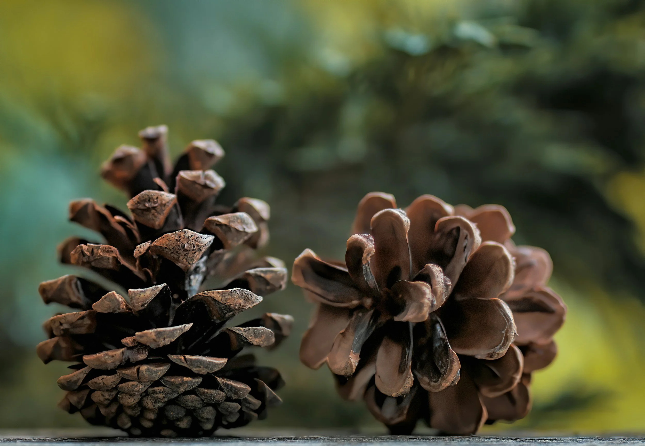 How Pine Cones Open