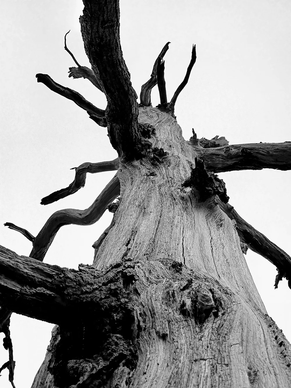 How To Tell If A Dead Tree Needs To Be Removed — Every Thing For Dads