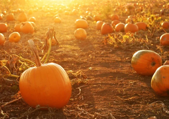 Soldier Dad Returns From Afghanistan, Surprises Daughter In Pumpkin Patch