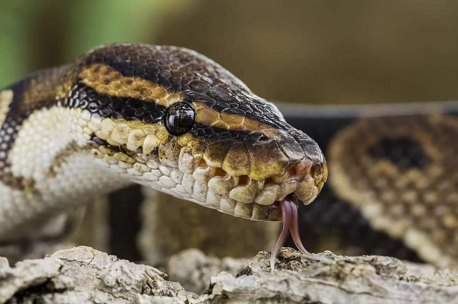 Video Posted By Father Of 14-Month-Old Playing With Python Sparks Online Outrage