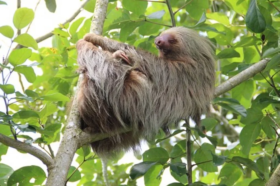 sloth-1041855__340.jpg