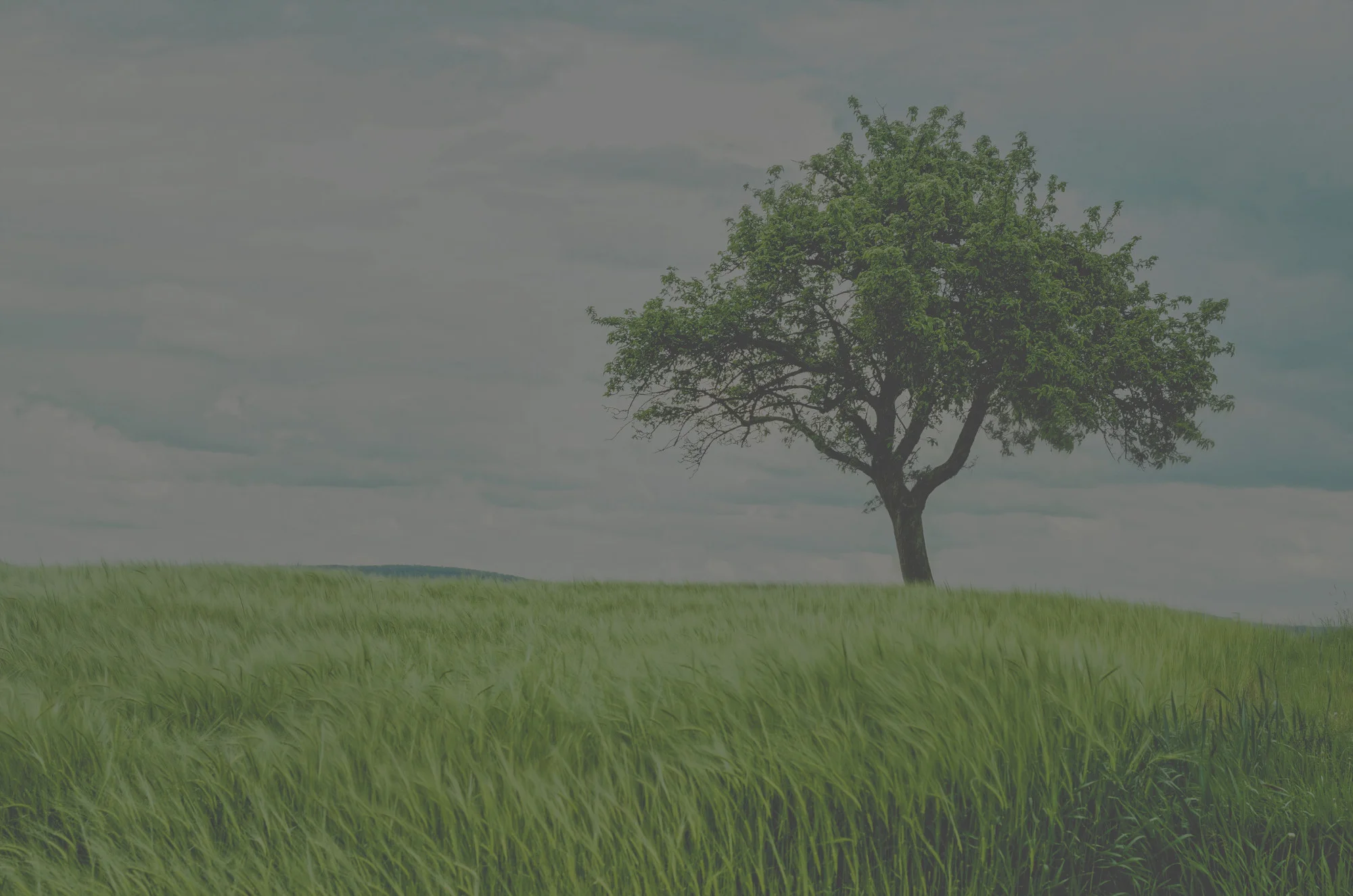 Tree.jpg