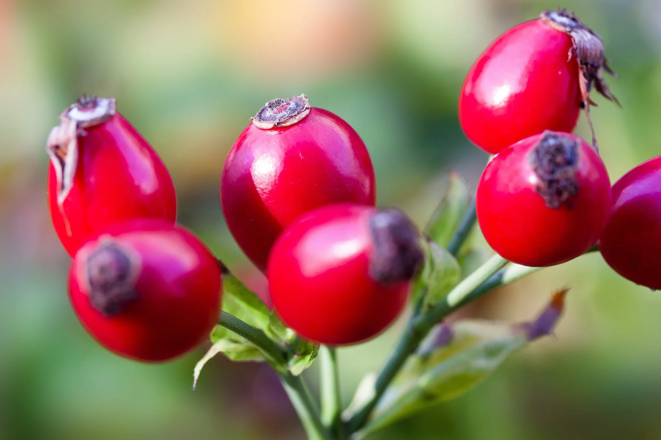 Five Reasons Why You Should Be Using Rosehip Oil