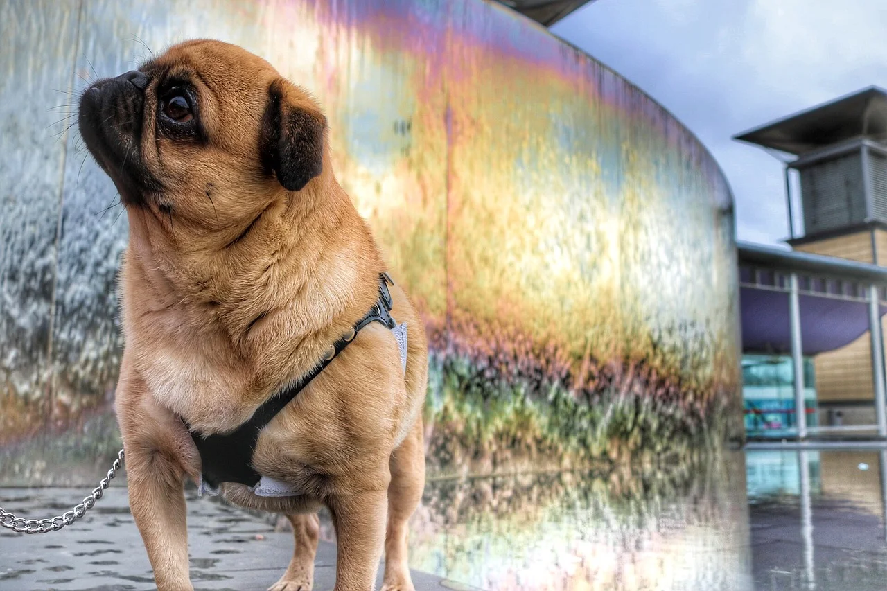 How A Pug Can Help Your Kids To Learn Math – Fast! — Every Thing For Dads