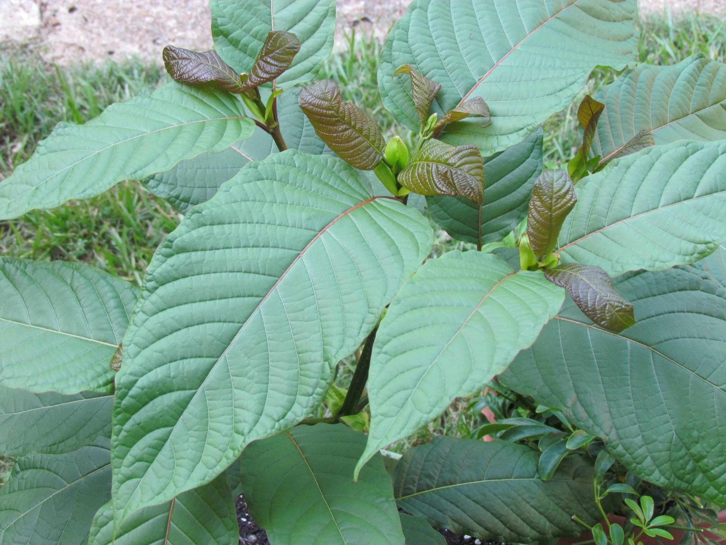How To Make Your Day Exciting With Kratom Tea