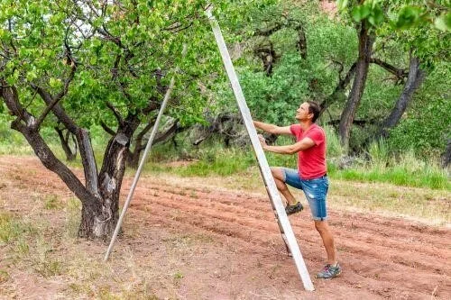 Tree Trimming Ladder And Other Equipment Needed For Tree Care