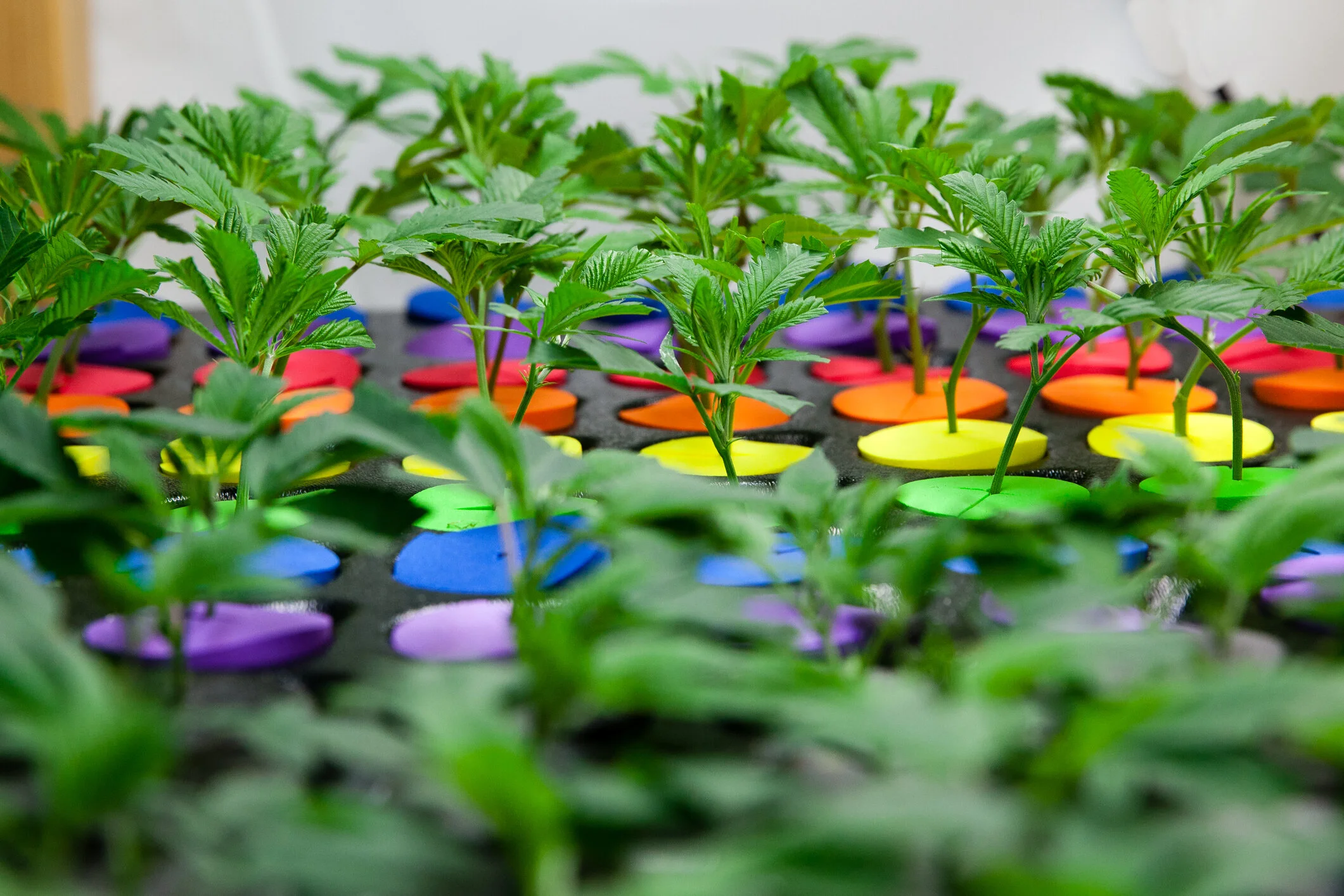 The 5 Best Sativa Strains To Boost Productivity 