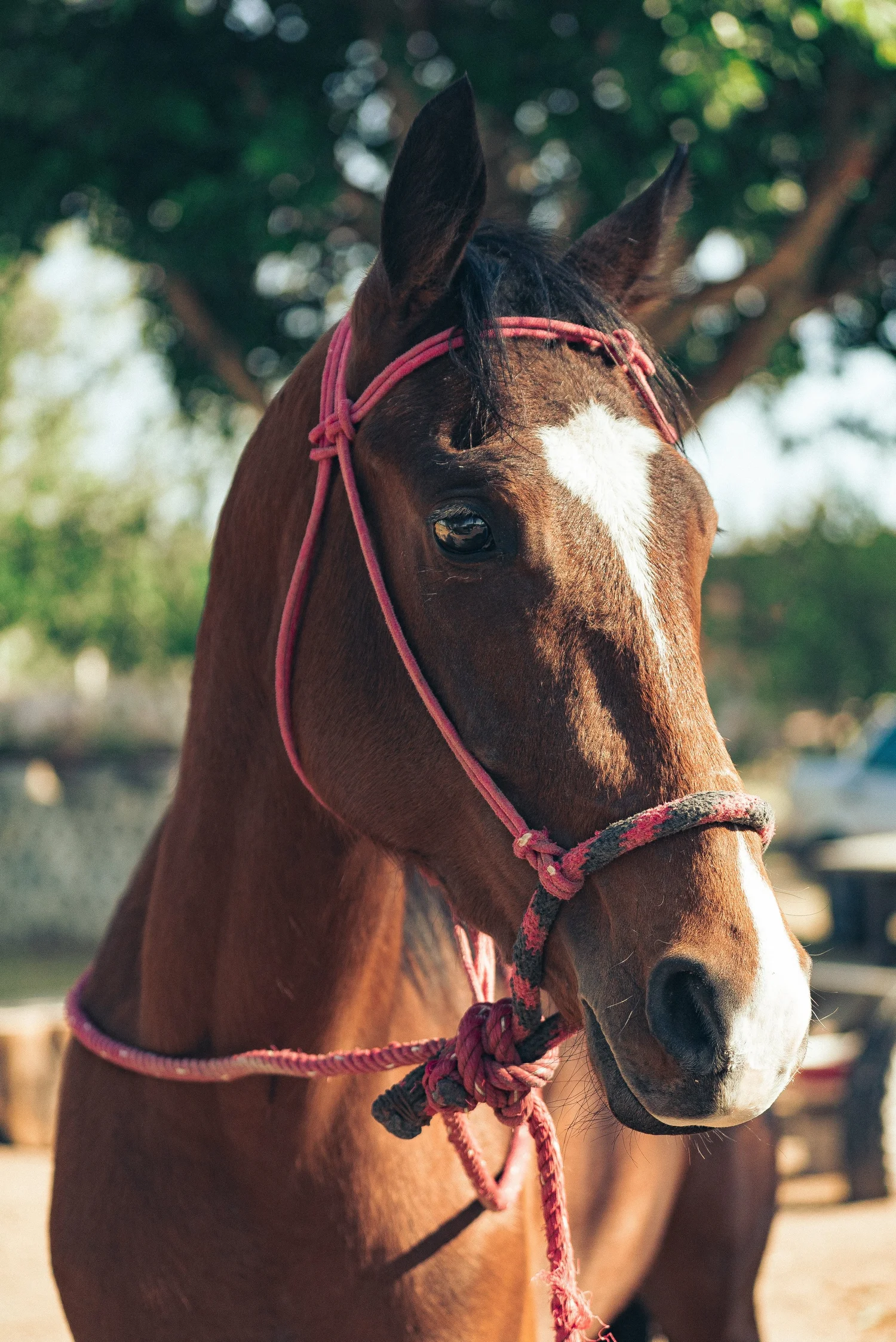 How To Choose the Best Rope Halter For Your Horse — Every Thing For Dads
