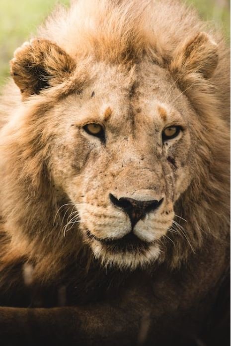 5 Tips To Improve Hair Growth — Every Thing For Dads 5 Tips To Improve Hair Growth — Every Thing For Dads