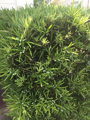 Podocarpus - ( Podocarpus macrophyllus )